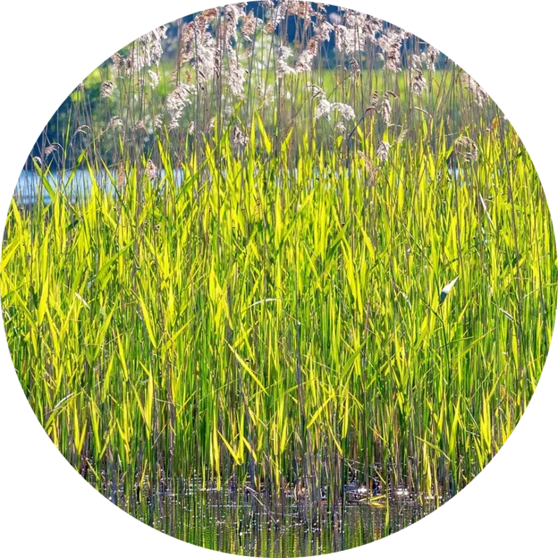 Juncus — jonc marocain