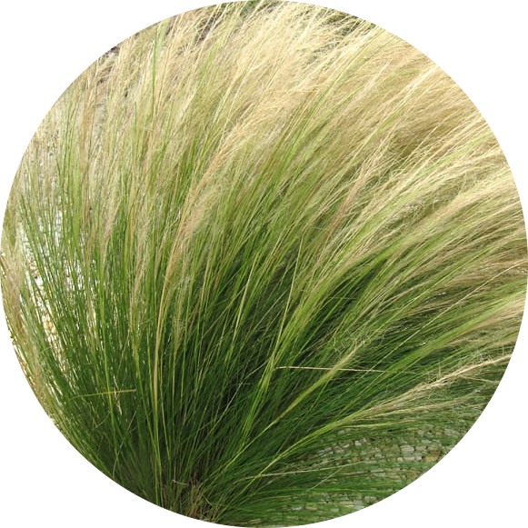 Lhalfa – Stipa tenacissima